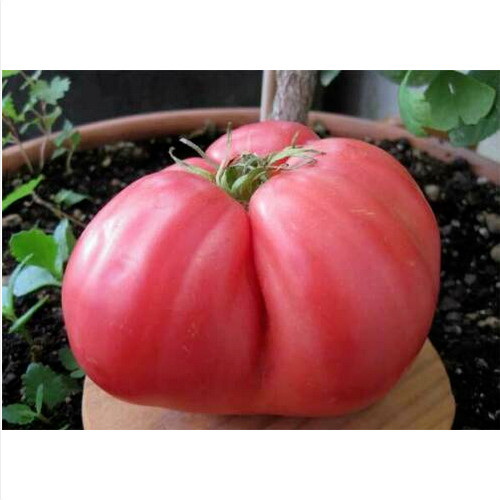 Pomodoro huevo toro 50 - huevo,