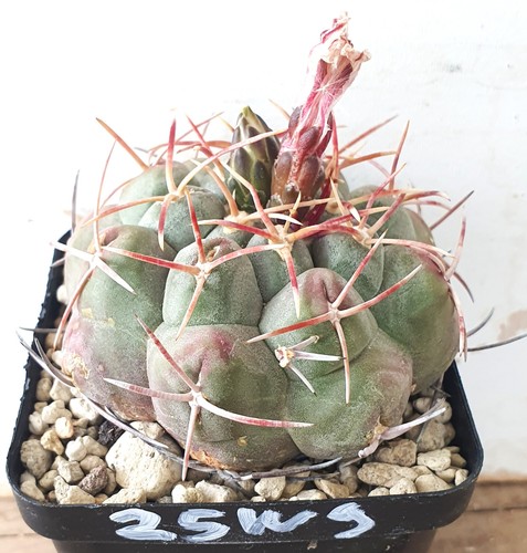 Thelocactus hexaedrophorus