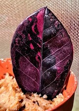 Zamioculcas Zamiifolia Black Raven Pink Variegata/pienamente radicato G3