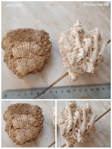 Corallo conchiglia fossili - corallo,