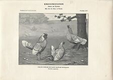 Stampa antica GALLO e GALLINE razza BANTAM SEBRIGHT 1911 Antique print