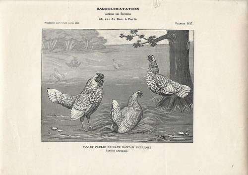 Stampa antica gallo galline - stampa,