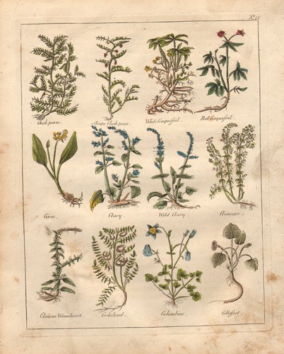 1810 print culpepers herbal - culpepers,