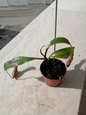 Nepenthes Boschiana in vaso