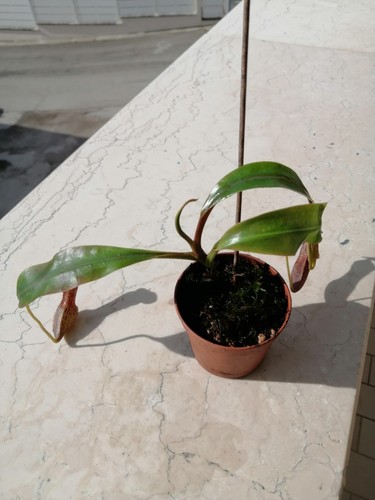 Nepenthes boschiana vaso - in,