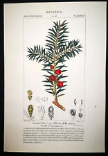 1831,TURPIN INCISIONE ORIGINALE FINE ANTICO ACQUERELLO TAXUS PIANTA DELLA MORTE XWK