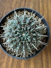 Notocactus roseoluteus, 7.3