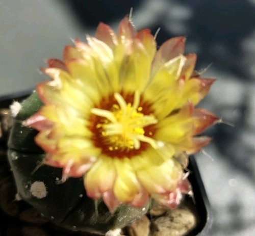 Cactus astrophytum asterias - cactus,
