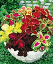 100 SEMI DI COLEUS IN MIX -