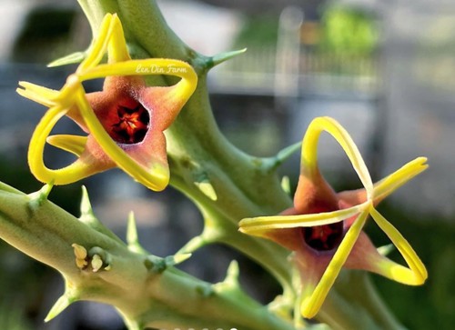 Angolluma lugardii no - angolluma, lugardii,