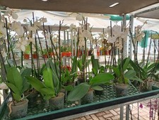 Orchidea Phalaenopsis Senza Fiori Colori Assortiti