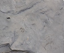 Crinoide, Homocrinus parvus