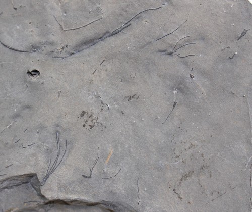 Crinoide homocrinus parvus - crinoide,,
