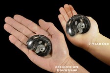 GONIATITE FOSSIL 2 1/2" 2-3 Oz