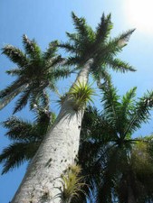 ROYSTONEA REGIA - PALMA REALE