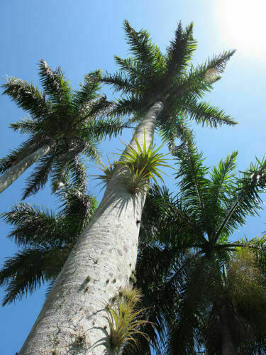 Roystonea regia palma - palma, reale