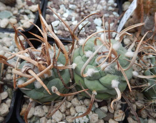 Turbinicarpus schwarzii - turbinicarpus,