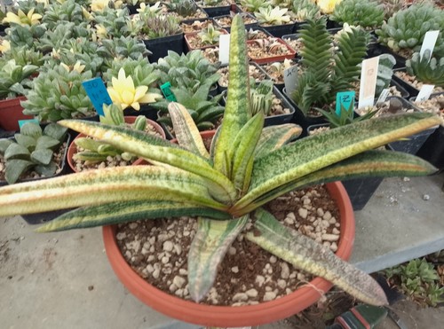 Gasteria batesiana orange - gasteria,
