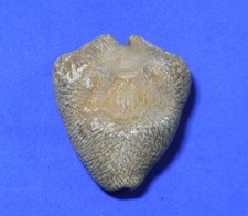 Formosa/CONCHIGLIA/Cypraea