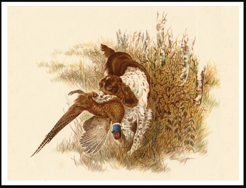 Poster stampa arte cane - poster,