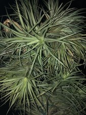 Tillandsia, piante ad Aria
