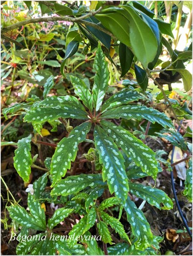 Begonia hemsleyana bégonia - begonia,