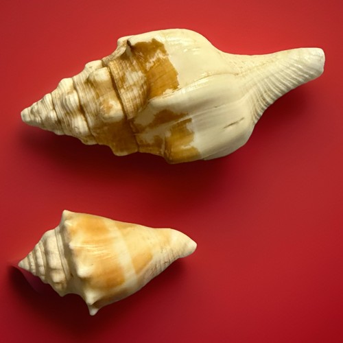 Conchiglie medie - 2,