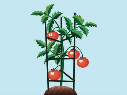 Gabbie pomodori brixo - gabbie, p/pomodori