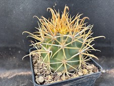 FEROCACTUS CHRYSACANTHUS CACTUS PIANTE GRASSE AGAVE SUCCULENTE 6111