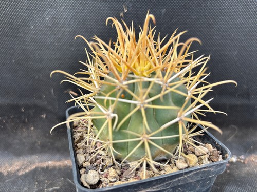 Ferocactus chrysacanthus - ferocactus,
