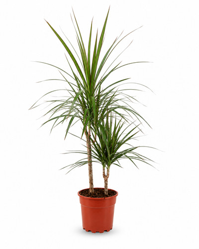 Dracaena marginata h90 vaso - marginata,