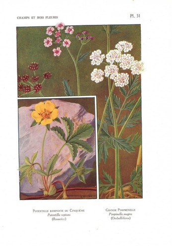 Stampa antica fiori liberty - stampa,