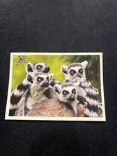 Noi Animali L’unione Fa La