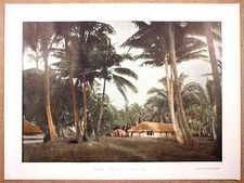 OCÉANIE - Forêt de cocotiers