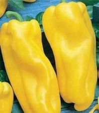 Peperone nocera giallo - nocera, 25