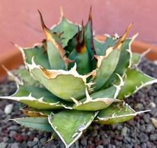Agave titanota COMPACT & WILD STRONG SPINES NO copiapoa astrophytum A32