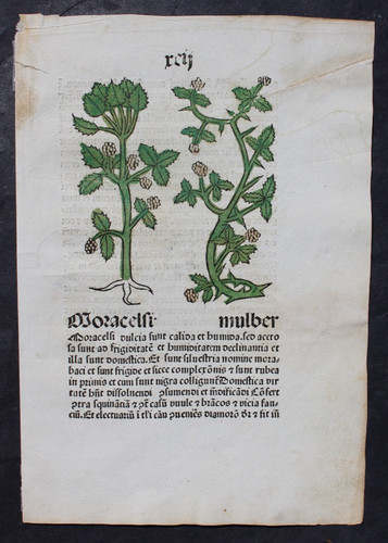 Incunabel herbarius pataviae - herbarius,