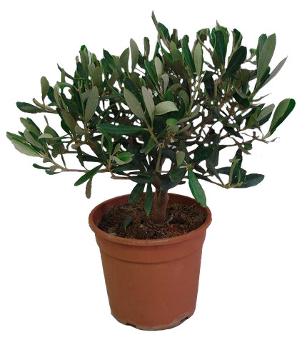 Pianta olivo bonsai olea - bonsai,