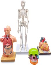 Set modello anatomia umana 4