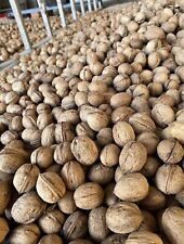 NOCI DEL POLLINO BIOLOGICHE CON GUSCIO ANNO 2025 origine CALABRIA 5 kg