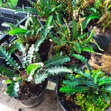  3Piante18€ Felce Spacca