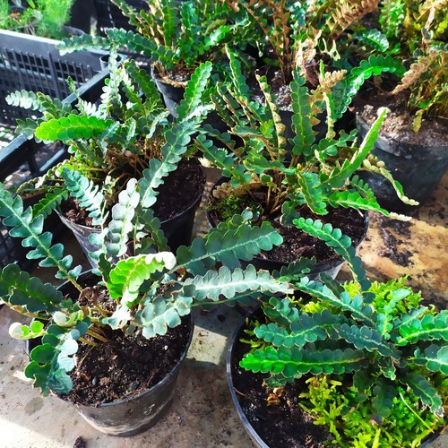 3piante18 felce spacca - 3piante18€,