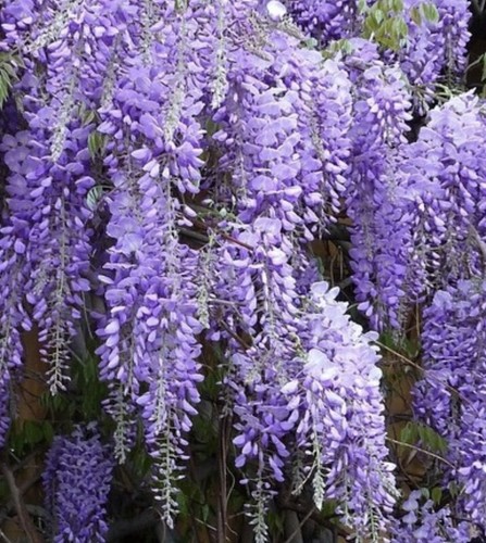 Glicine wisteria pianta - glicine, "wisteria"