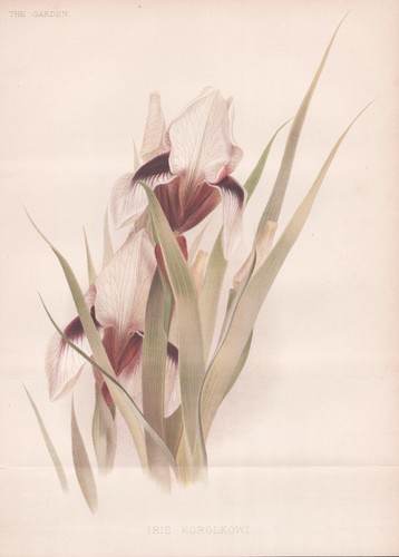 Iris korolkowi giglio - iris, d'acqua