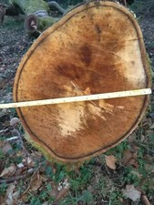 Tronco grande in faggio