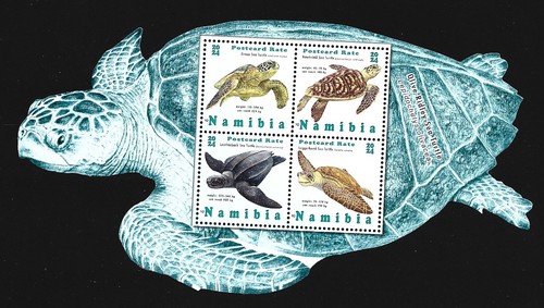 Namibia tartarughe marine - namibia,