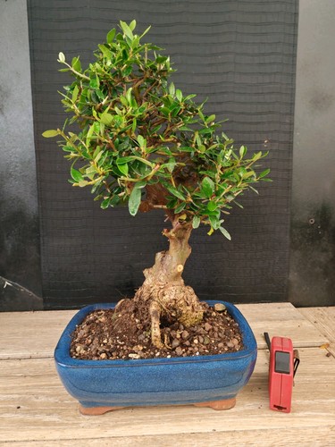 Bonsai olivastro h 34 cm - bonsai,