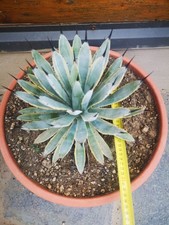 Agave Macroacantha Marginata