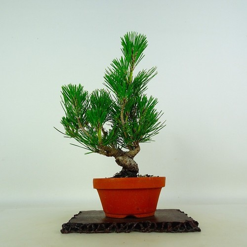 Pinus thunbergii vaso bonsai - thunbergii,