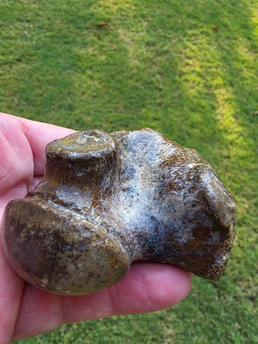 Estremamente raro halisaurus - raro*,
